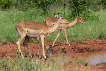 Obraz na płótnie Canvas Impala, femelle, Aepyceros melampus