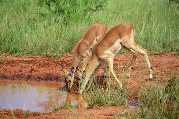 Impala, femelle, Aepyceros melampus