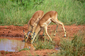 Impala, femelle, Aepyceros melampus