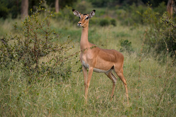 Impala, femelle, Aepyceros melampus