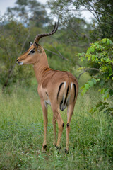 Impala, mâle, Aepyceros melampus