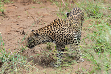 Léopard, Panthère, Panthera pardus, Afrique du Sud