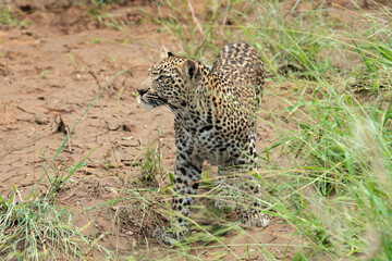Léopard, Panthère, Panthera pardus, Afrique du Sud
