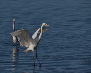 Great white egret , Ardea alba in flight over water.