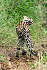Léopard, Panthère, Panthera pardus, Afrique du Sud