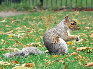 Naklejka na ściany i meble A humorous shot of a cute Grey Squirrel (Sciurus carolinensis) with an acorn in its mouth
