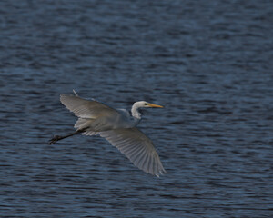 Fototapeta na wymiar Great white egret , Ardea alba in flight over water.
