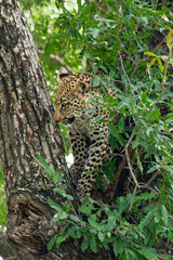 Léopard, Panthère, Panthera pardus, Afrique du Sud