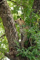 Léopard, Panthère, Panthera pardus, Afrique du Sud