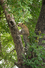 Léopard, Panthère, Panthera pardus, Afrique du Sud