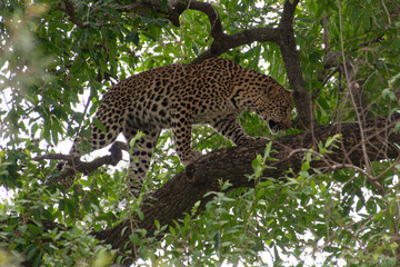 L&eacute;opard, Panth&egrave;re, Panthera pardus, Afrique du Sud