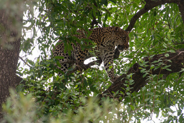 Léopard, Panthère, Panthera pardus, Afrique du Sud