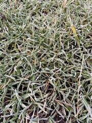 green grass background