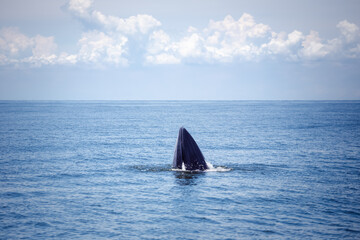 bryde's whale watching in gulf of thailand