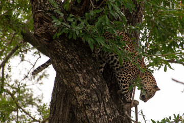 Léopard, Panthère, Panthera pardus, Afrique du Sud