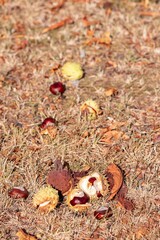 Autumn background opened horse chestnut and nut in a prickly shell on dry grass in sunlight
