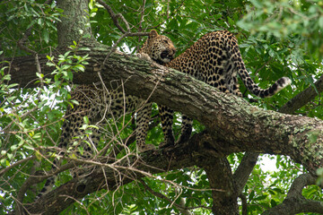 Léopard, Panthère, Panthera pardus, Afrique du Sud