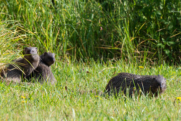 Mangouste des marais, Atilax paludinosus