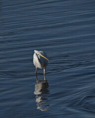 Great white egret , Ardea alba wading in the water searching for food.