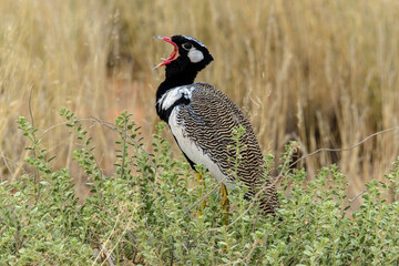 Outarde à miroir blanc,.Afrotis afraoides, Northern Black Korhaan, Afrique du Sud