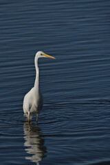 Great white egret , Ardea alba wading in the water searching for food.