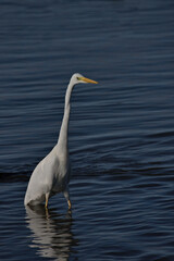 Great white egret , Ardea alba wading in the water searching for food.