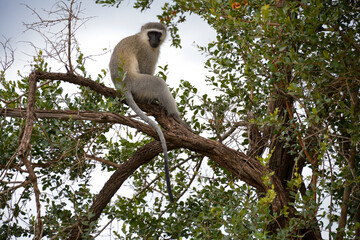 Vervet, singe, Chlorocebus pygerythrus