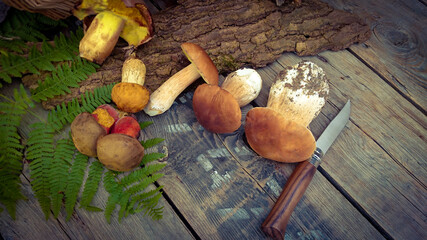 cèpes de Bordeaux et autres champignons de forêt © ALF photo