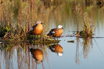 Tadorne à tête grise,.Tadorna cana, South African Shelduck