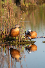 Tadorne à tête grise,.Tadorna cana, South African Shelduck