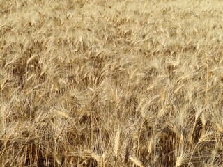 Manto di grano, centro Italia.