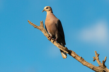 Tourterelle du Cap,.Streptopelia capicola, Ring necked Dove