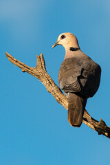 Tourterelle du Cap,.Streptopelia capicola, Ring necked Dove