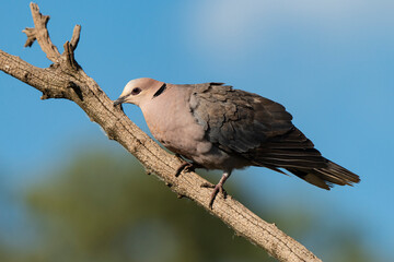 Tourterelle du Cap,.Streptopelia capicola, Ring necked Dove