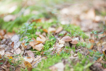 Cute  mushrooms  is growing in the grass in the forest. It is vegetarian diet food.