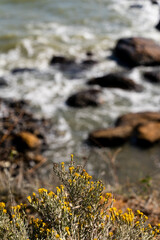 Yellow flowers grow near the water. Rocks and stones on the Black Sea. Autumn daylight at a sea. Travelling photography. Travels around the home country during isolation.