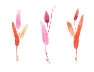 Set of watercolor compositions of dried plants, colorful illustration on isolated white background.