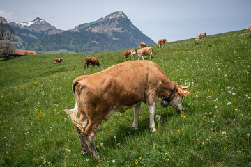 Beautiful swiss cows. Alpine meadows. Mountains.