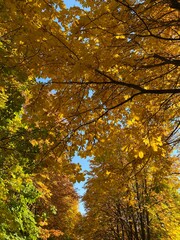 autumn in the park