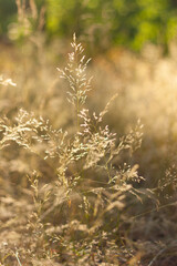 grass in the sunny morning