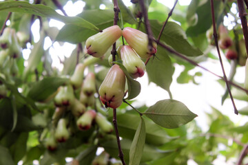 Fototapeta premium Syzygium aqueum plant of the family Myrtaceae and is known as the water rose.