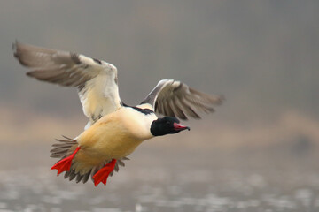 Common merganser or goosander. Bird in flight, flying birds. Mergus merganser