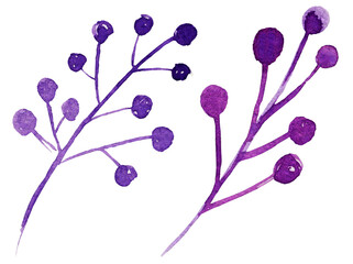 hand draw watercolor brunch, berries, illusration, sketch, purple color, violet color, herbal ornament