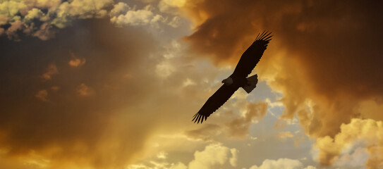Eagle flying high above the clouds with sunrise ray.