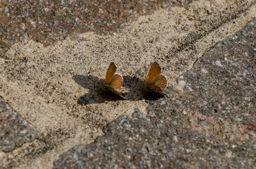 butterfly on the ground
