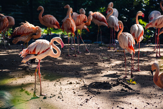 Flamingos in the Zoo of Berlin