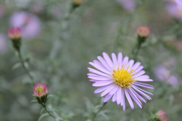 Obraz premium мои работы