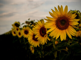 sunflowers in the field