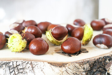 Herbst - Frische Früchte der Kastanie mit geplatzter Schale, Castanea, Gewöhnliche Rosskastanie (Aesculus hippocastanum), Gemeine Rosskastanie, alternatives Heilmittel