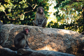 Monkeys in the Zoo of Berlin